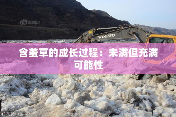 含羞草的成长过程：未满但充满可能性