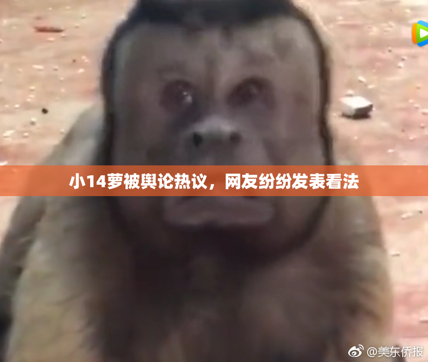 小14萝被舆论热议，网友纷纷发表看法