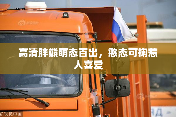 高清胖熊萌态百出，憨态可掬惹人喜爱
