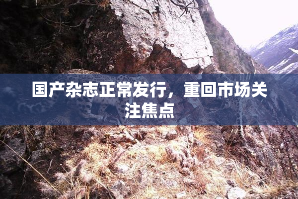 国产杂志正常发行，重回市场关注焦点
