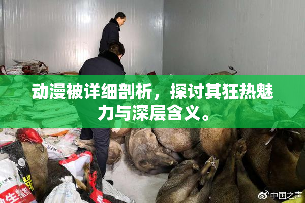 动漫被详细剖析，探讨其狂热魅力与深层含义。
