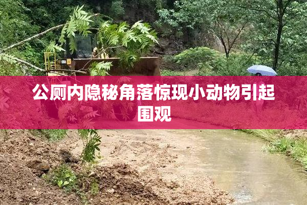 公厕内隐秘角落惊现小动物引起围观