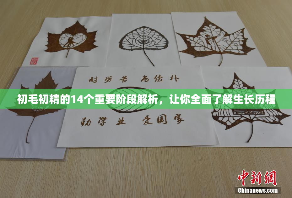 初毛初精的14个重要阶段解析，让你全面了解生长历程