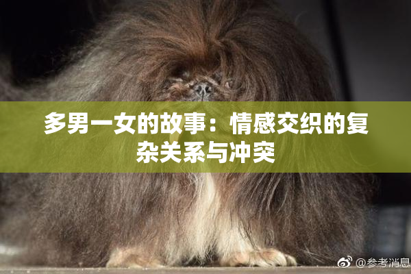 多男一女的故事：情感交织的复杂关系与冲突