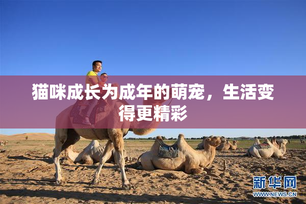 猫咪成长为成年的萌宠，生活变得更精彩