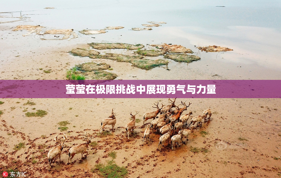 莹莹在极限挑战中展现勇气与力量