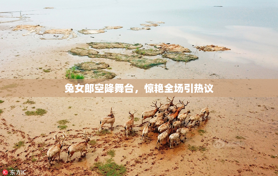 兔女郎空降舞台，惊艳全场引热议