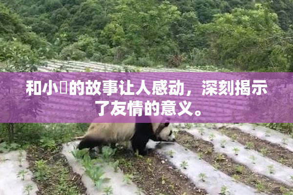 和小娻的故事让人感动，深刻揭示了友情的意义。