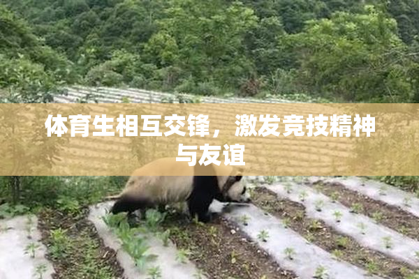 体育生相互交锋，激发竞技精神与友谊