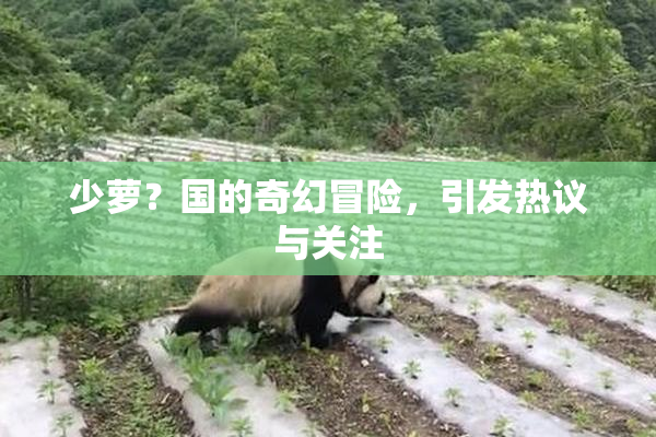 少萝？国的奇幻冒险，引发热议与关注