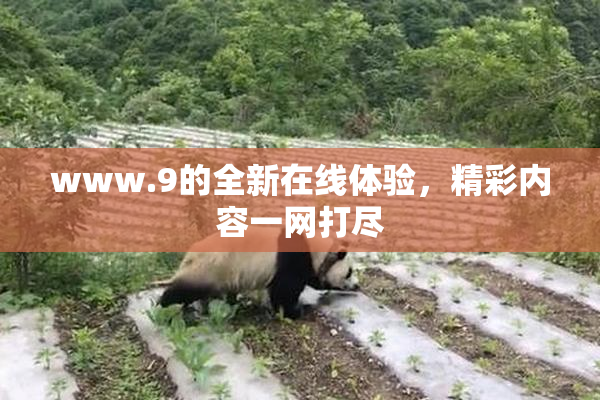 www.9的全新在线体验，精彩内容一网打尽