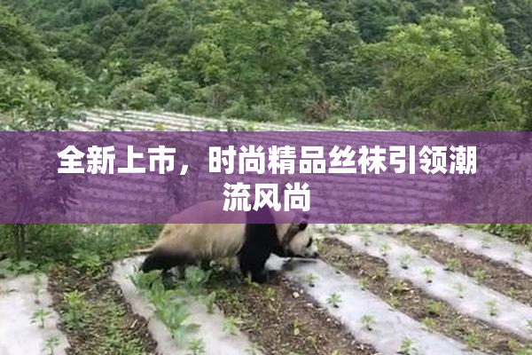 全新上市，时尚精品丝袜引领潮流风尚