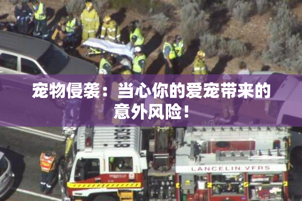宠物侵袭：当心你的爱宠带来的意外风险！