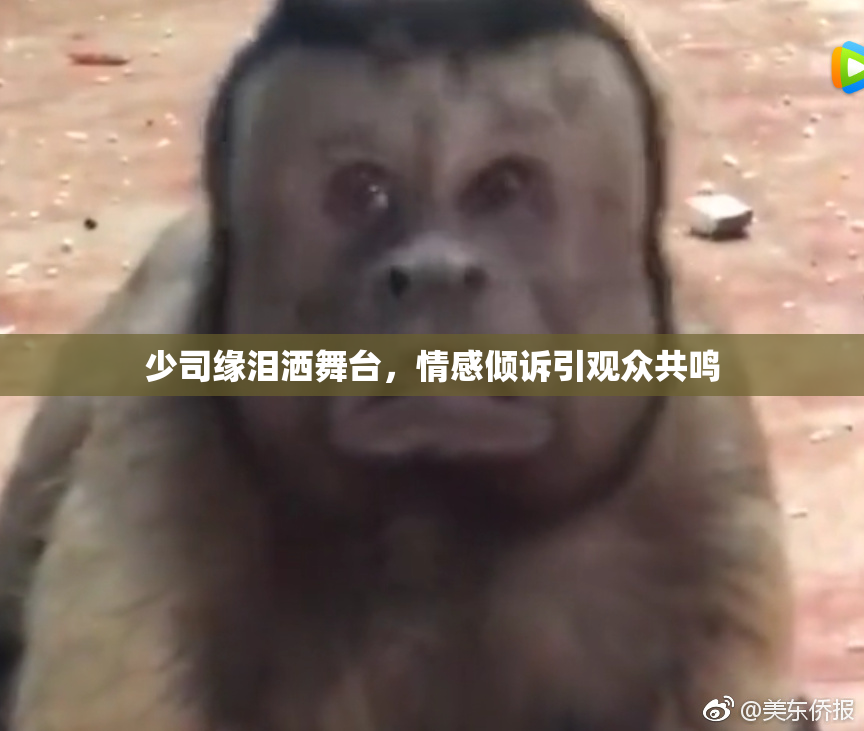少司缘泪洒舞台，情感倾诉引观众共鸣