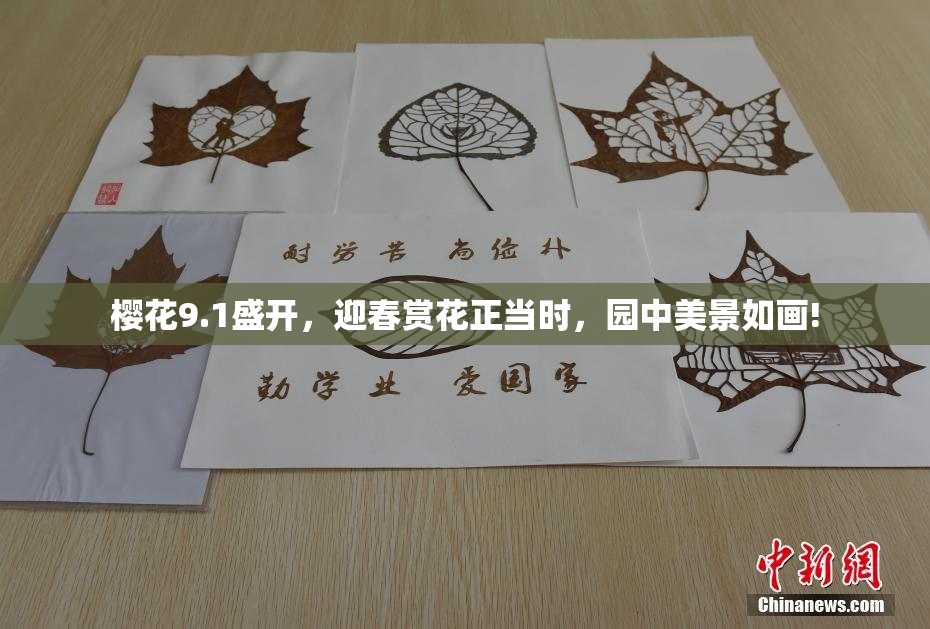 樱花9.1盛开，迎春赏花正当时，园中美景如画!