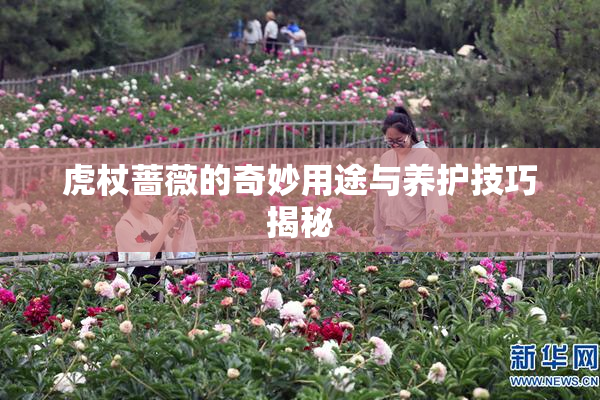 虎杖蔷薇的奇妙用途与养护技巧揭秘