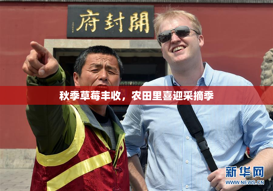 秋季草莓丰收，农田里喜迎采摘季