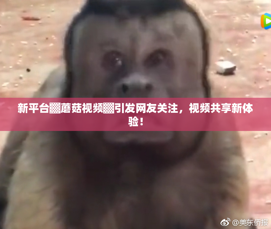 新平台▓蘑菇视频▓引发网友关注，视频共享新体验！