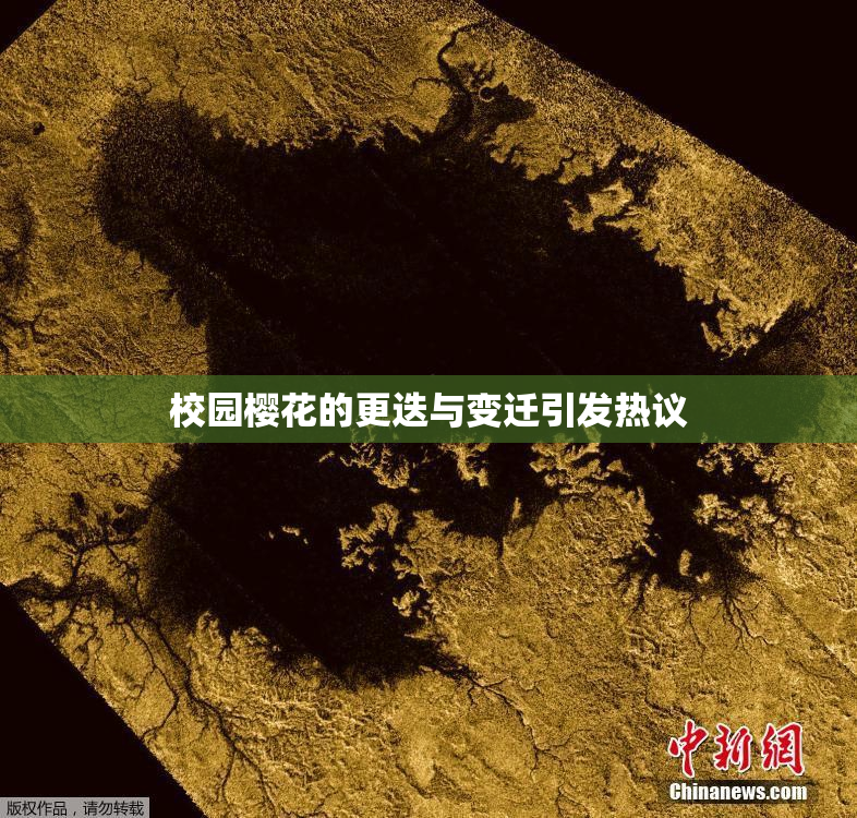 校园樱花的更迭与变迁引发热议