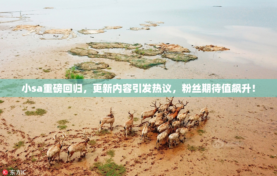 小sa重磅回归，更新内容引发热议，粉丝期待值飙升！