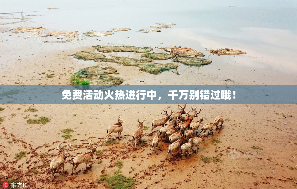 免费活动火热进行中，千万别错过哦！