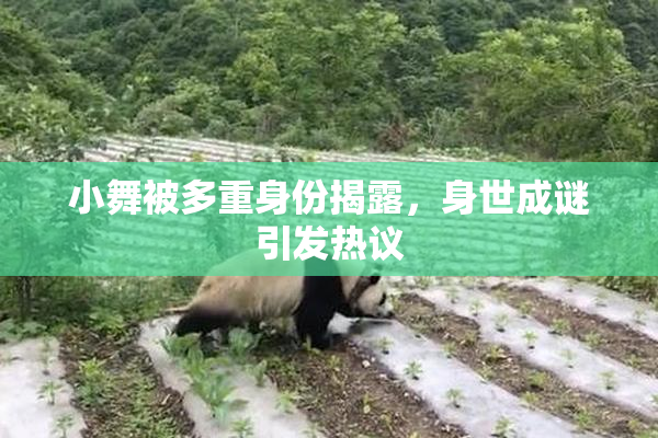 小舞被多重身份揭露，身世成谜引发热议