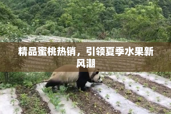 精品蜜桃热销，引领夏季水果新风潮
