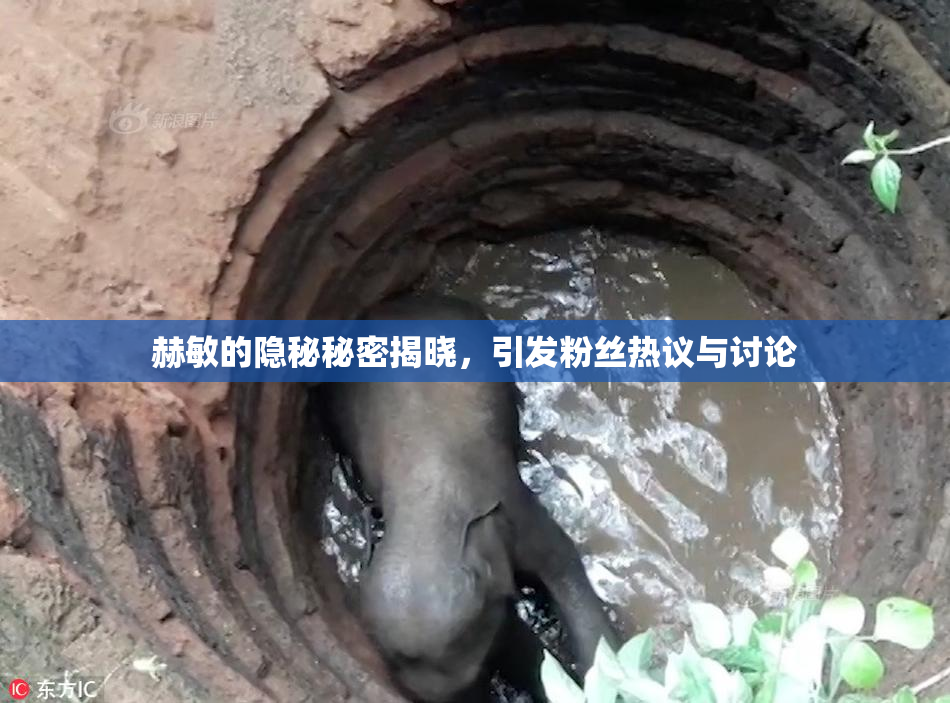 赫敏的隐秘秘密揭晓，引发粉丝热议与讨论