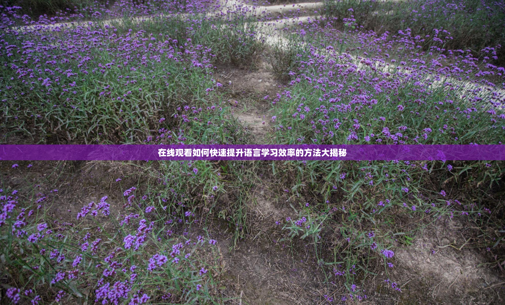 在线观看如何快速提升语言学习效率的方法大揭秘