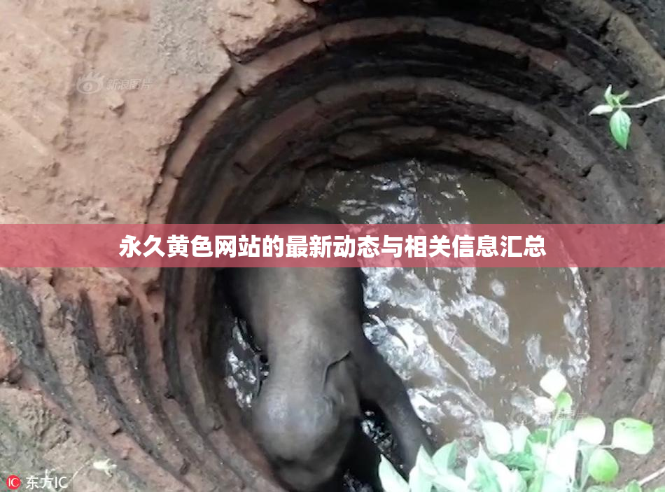 永久黄色网站的最新动态与相关信息汇总