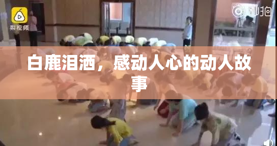 白鹿泪洒，感动人心的动人故事