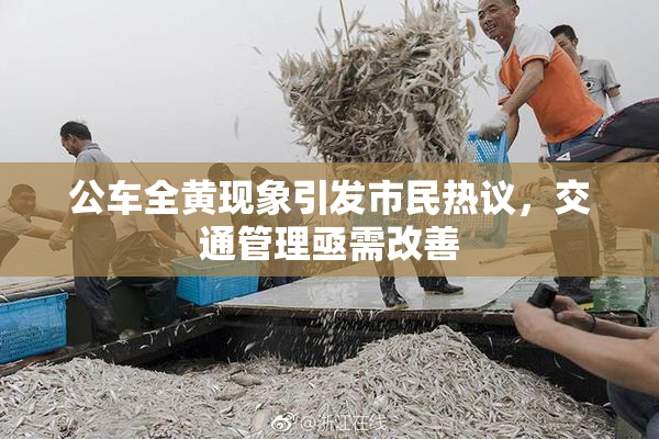 公车全黄现象引发市民热议，交通管理亟需改善