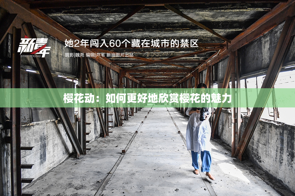 樱花动：如何更好地欣赏樱花的魅力