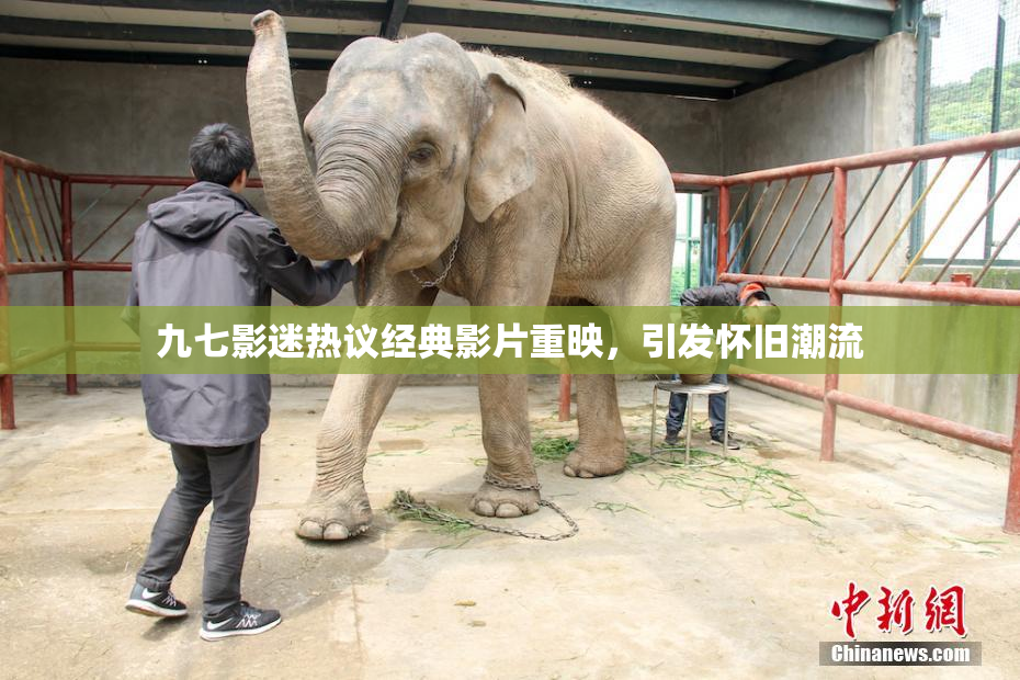 九七影迷热议经典影片重映，引发怀旧潮流