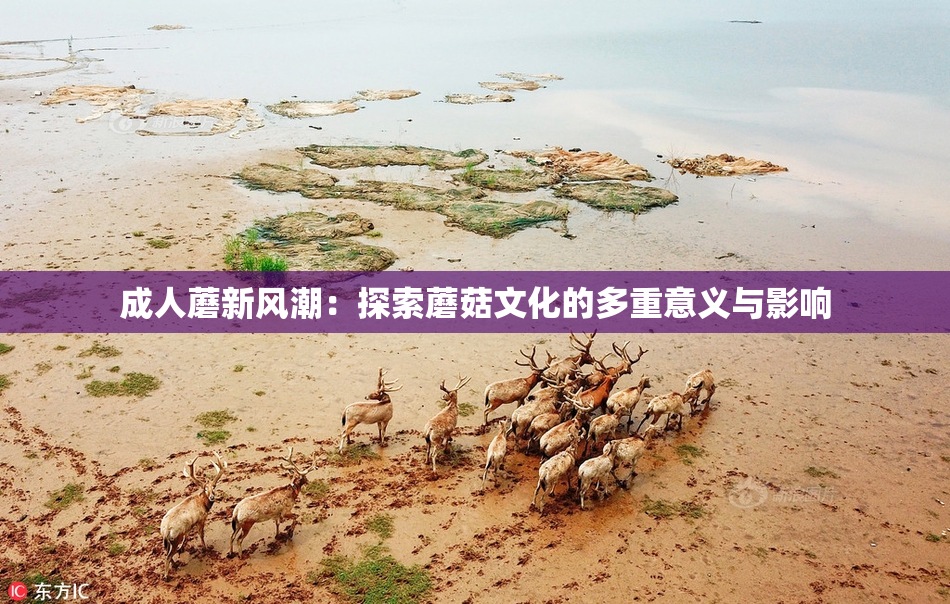 成人蘑新风潮：探索蘑菇文化的多重意义与影响