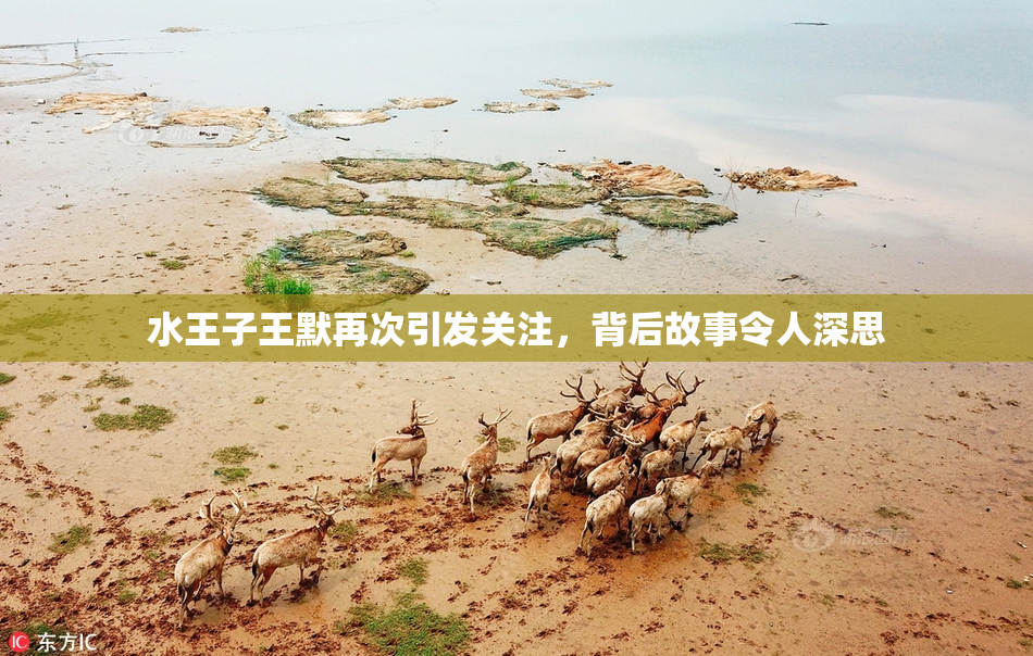 水王子王默再次引发关注，背后故事令人深思