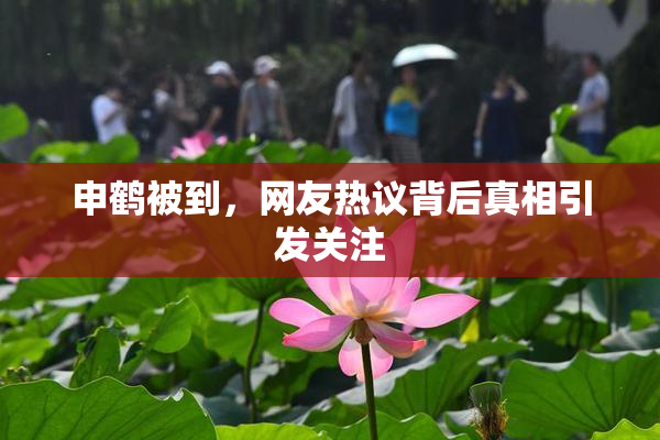 申鹤被到，网友热议背后真相引发关注