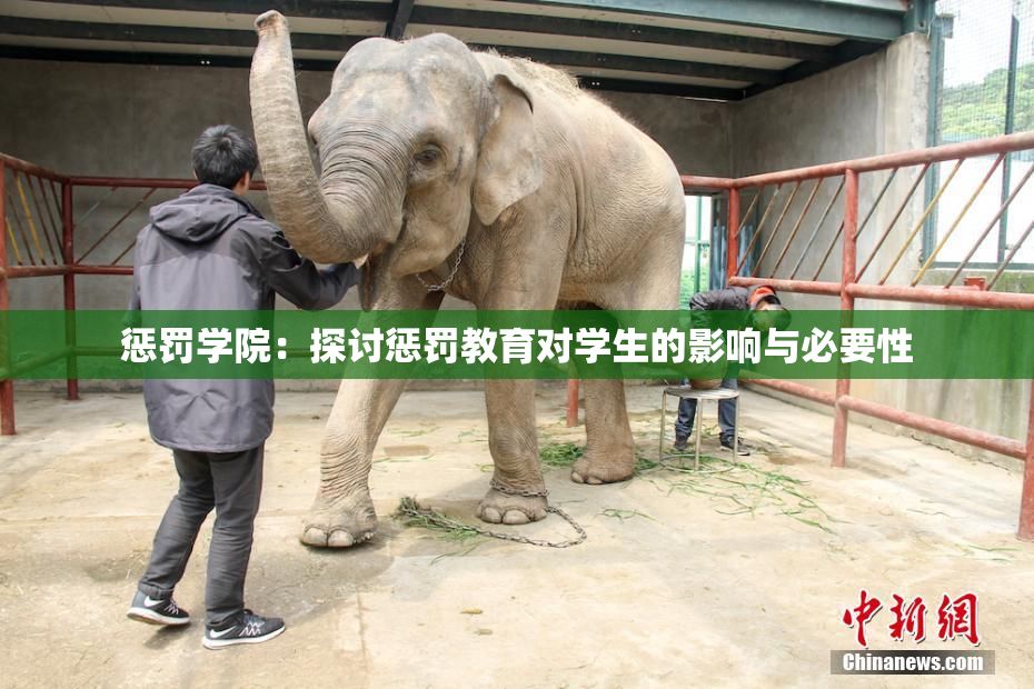 惩罚学院：探讨惩罚教育对学生的影响与必要性