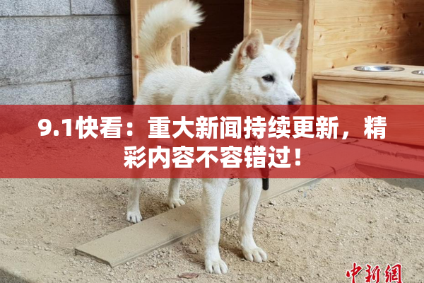 9.1快看：重大新闻持续更新，精彩内容不容错过！