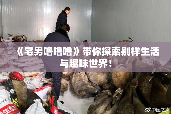 《宅男噜噜噜》带你探索别样生活与趣味世界！