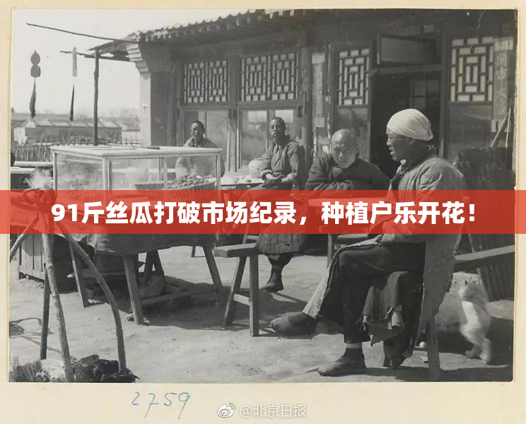 91斤丝瓜打破市场纪录，种植户乐开花！