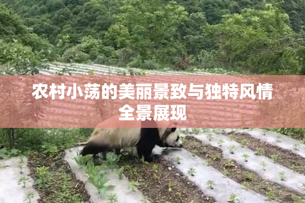 农村小荡的美丽景致与独特风情全景展现