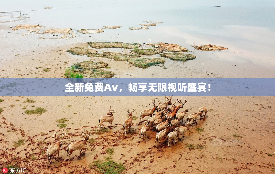 全新免费Av，畅享无限视听盛宴！