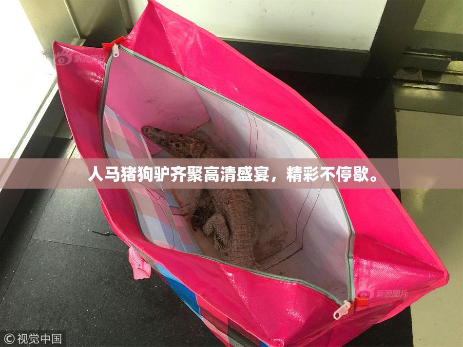 人马猪狗驴齐聚高清盛宴，精彩不停歇。