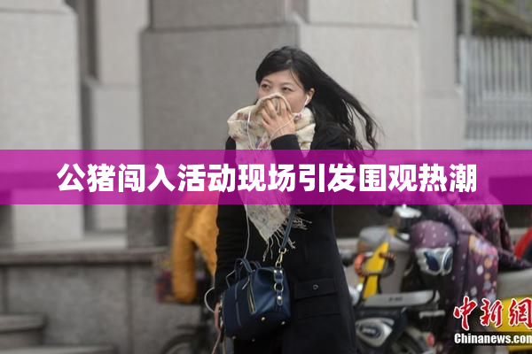 公猪闯入活动现场引发围观热潮