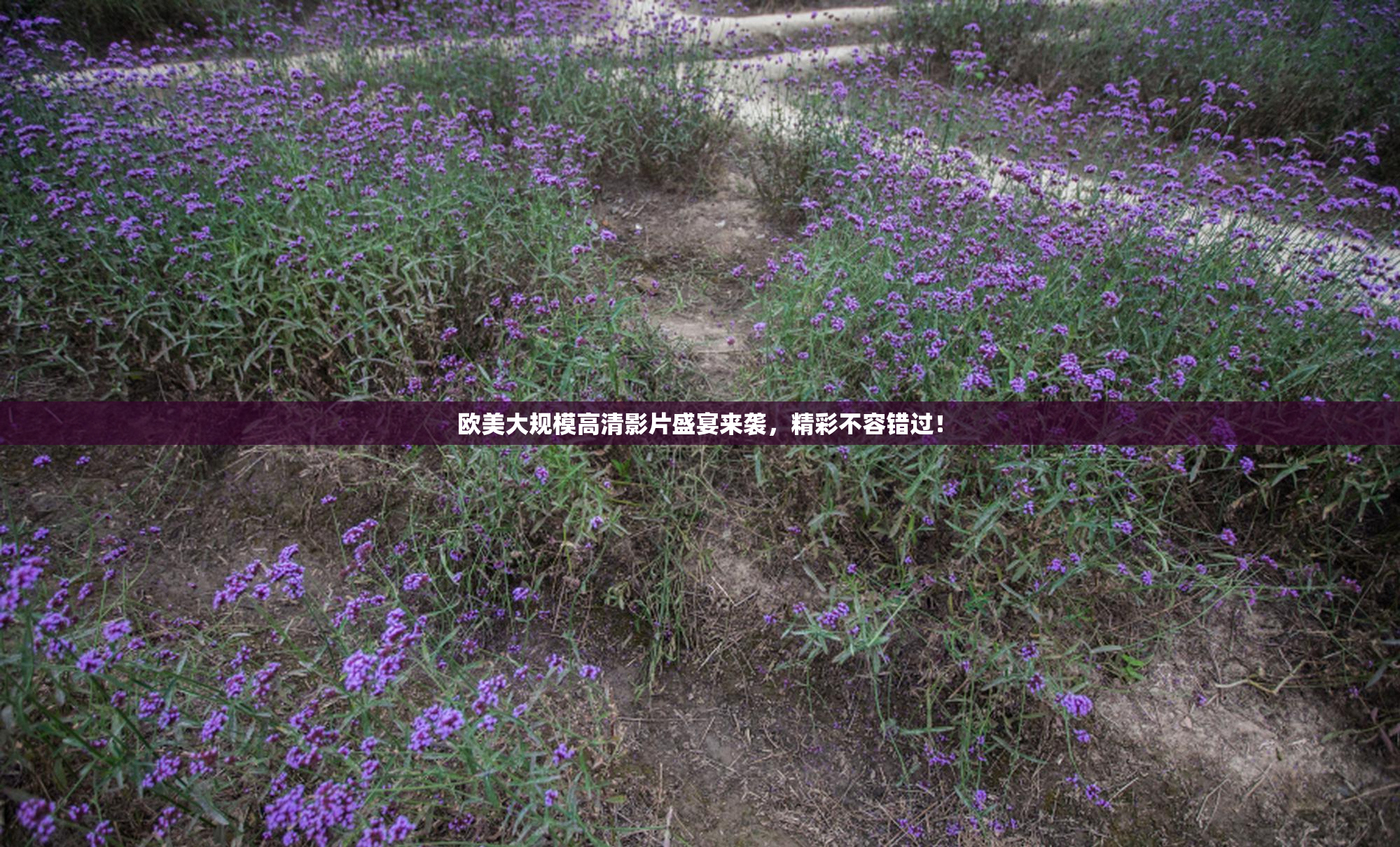 欧美大规模高清影片盛宴来袭，精彩不容错过！