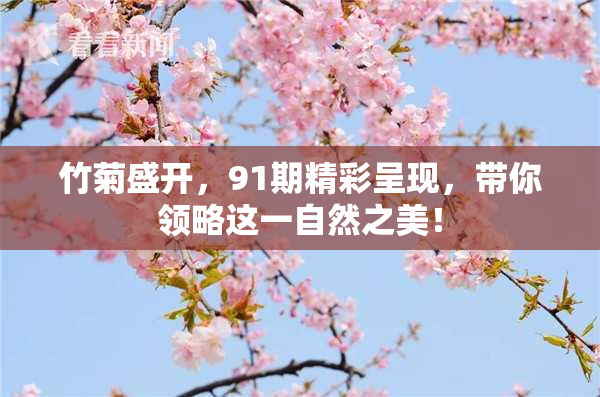 竹菊盛开，91期精彩呈现，带你领略这一自然之美！
