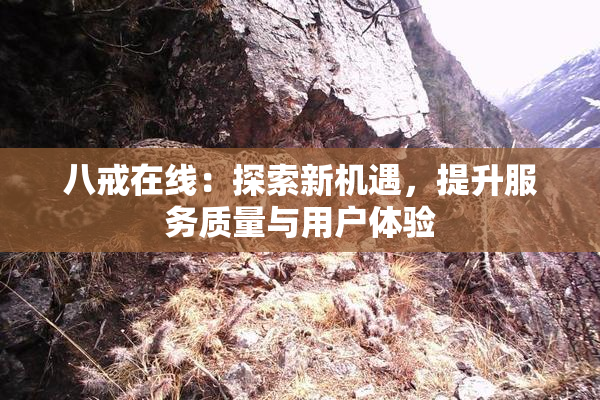 八戒在线：探索新机遇，提升服务质量与用户体验