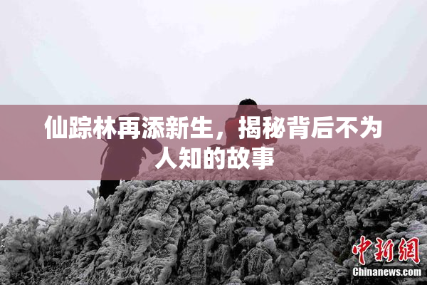 仙踪林再添新生，揭秘背后不为人知的故事