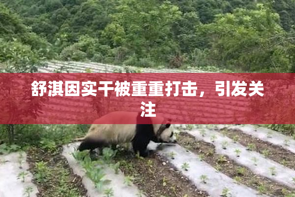 舒淇因实干被重重打击，引发关注